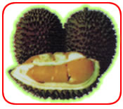 durian-montong