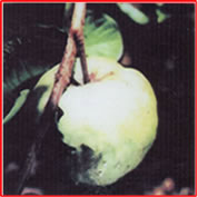 jambu-sukun-merah-non-biji1