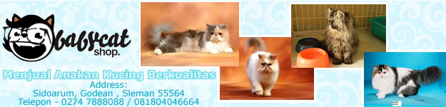 banner-baby-cat-shop