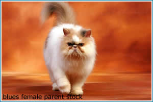 blues-female-parent-stock