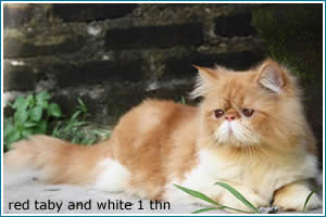 red-taby-and-white-1-thn