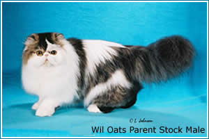 wil-oats-parent-stock-male