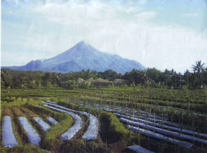 perkebunan-ud-berkat-markisa