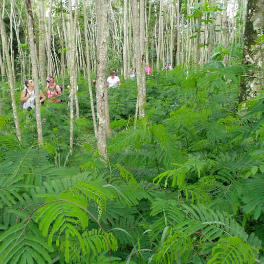 MERAPI TURGO NATURAL VILLAGE TOUR